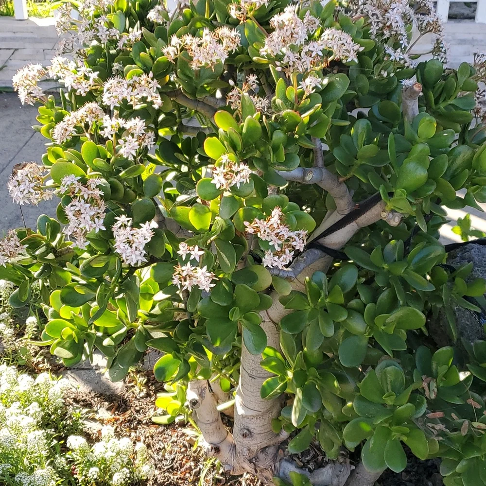 Jade Plant - Picture 4 of 5